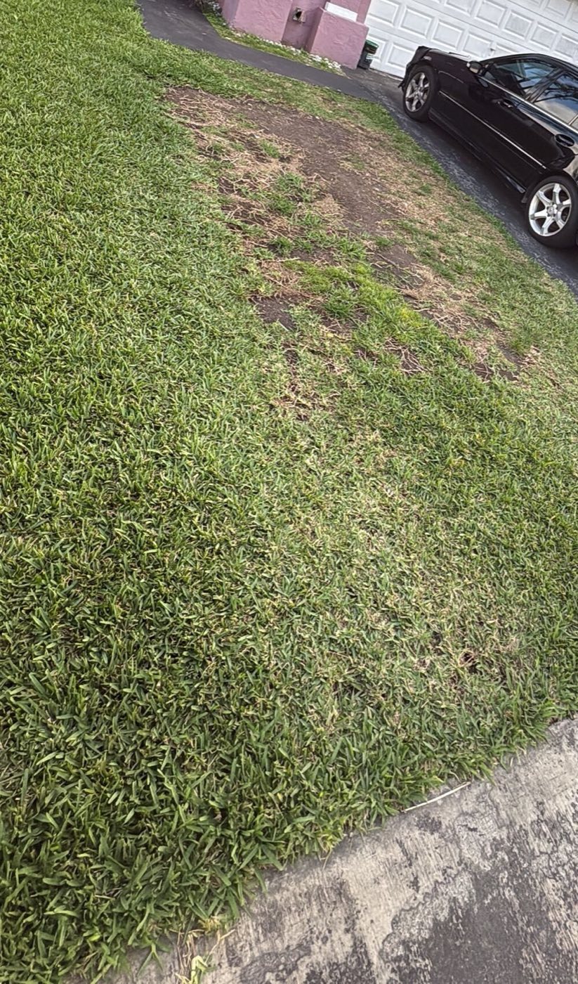 Before: the front lawn, worn in patches, and the old asphalt drive.