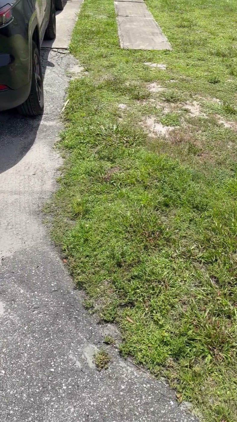 Before: the original drive, two narrow concrete strips with grass growing between them.